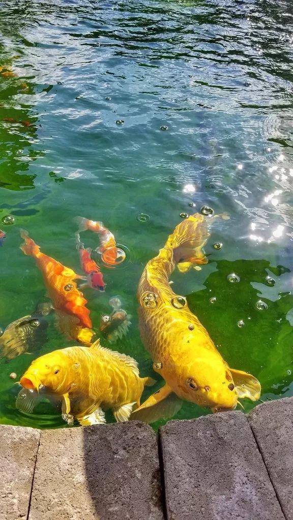 锦鲤池转鼓过滤机图纸