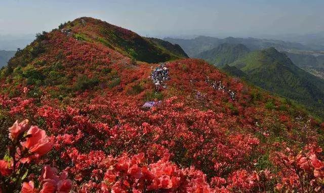 映山红原唱是谁