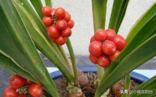 万年青的养殖方法 万年青的养殖方法（红叶万年青的养殖方法） 生活