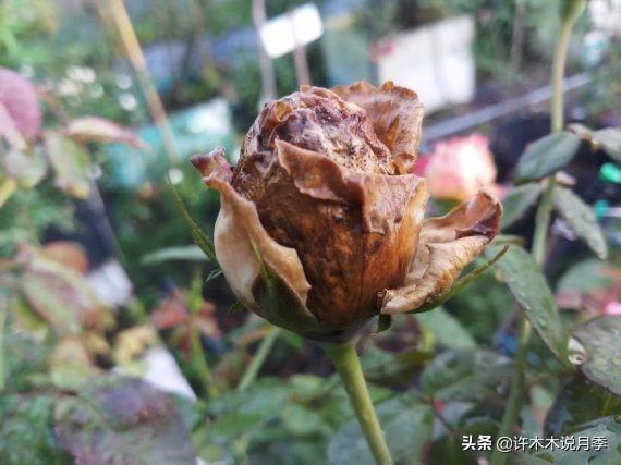 月季冬天需要喷药吗？寒冬腊月这样做，春暖花开无病害-许木木19