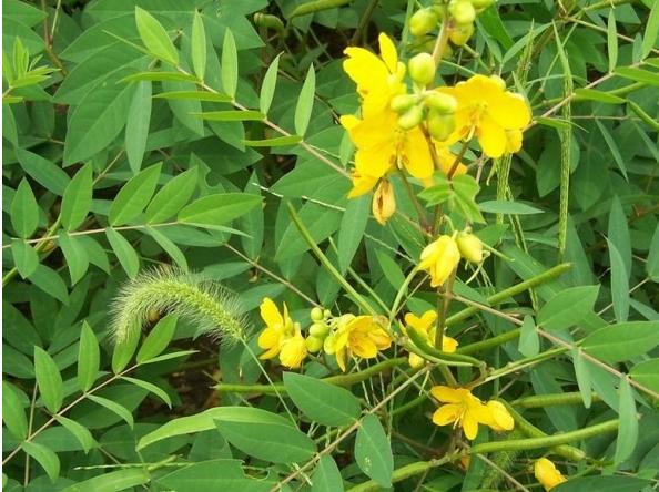 蛇灭门草图片（农村常见植物蛇灭门的功效与作用）