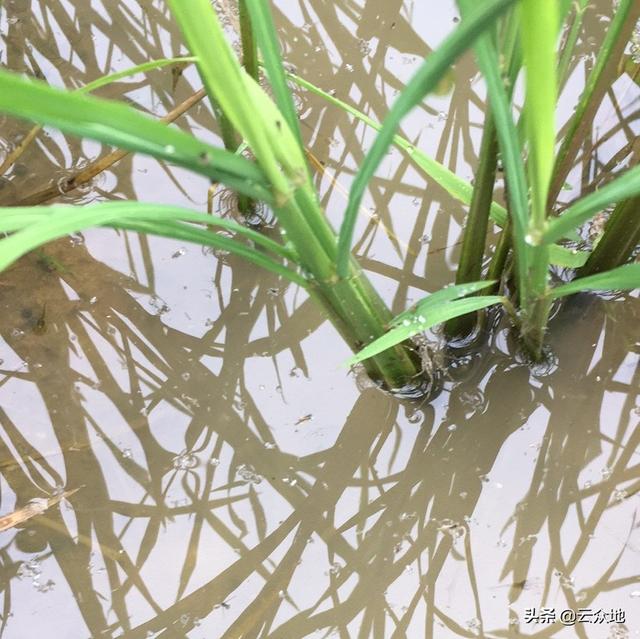 水稻稻飞虱用什么药效果好？前期用吡蚜酮，后期用三氟苯嘧啶2