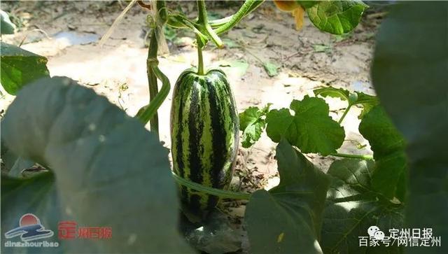 甜瓜成为定州这个村的致富 金元宝 全网搜