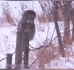 爆笑的动图GIF：得不到的永远在骚动