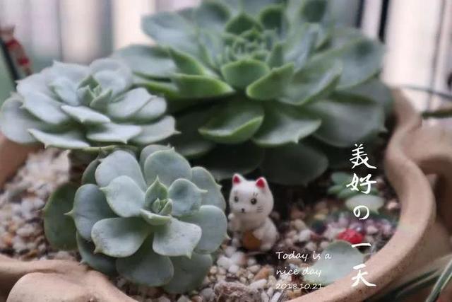 小枝跳舞（小枝枝跳舞視頻）