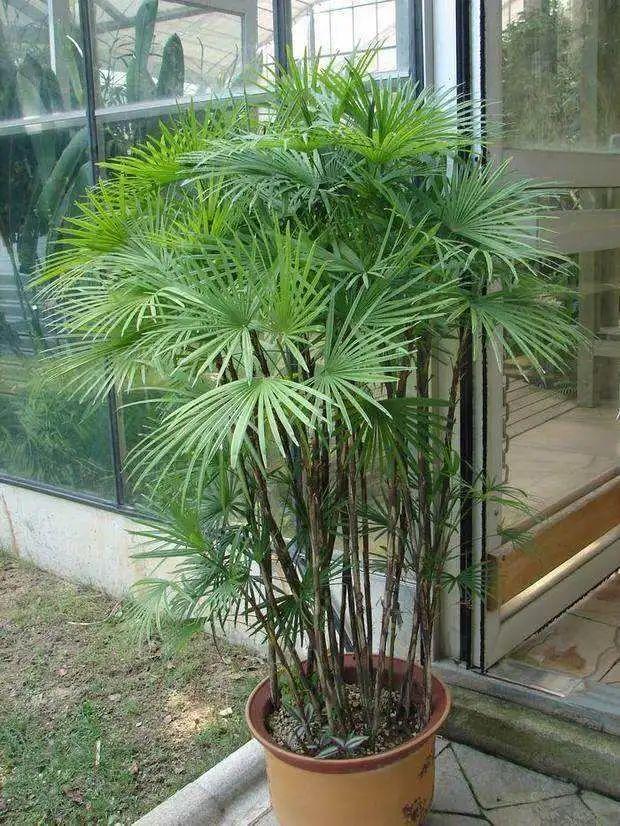 不宜栽棕竹(家里为什么不宜栽棕竹不吉利吗棕竹风水作用禁忌有哪些)