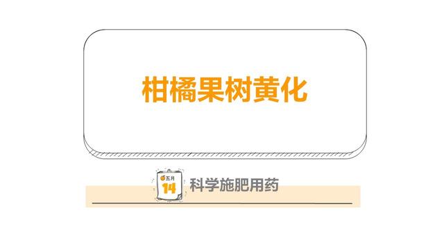 柑橘叶片又黄了？是缺素还是烂根？怎么救？别慌！试试这个方案2