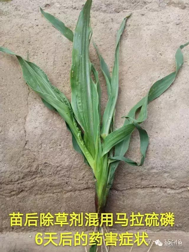 前旱后雨，玉米苗后除草剂出现药害怎么办？