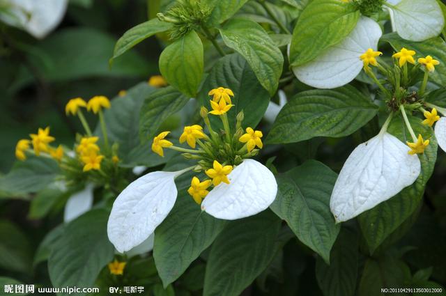 玉叶金花 玉叶金花（玉叶金花别名） 生活