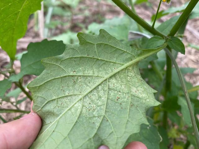 西瓜种植中“红蜘蛛”发生严重不知咋办？别慌，这里有防治小妙招3