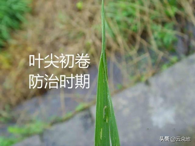 水稻卷叶螟能用苏云金杆菌、斜纹夜蛾核型多角体病毒防治吗？2