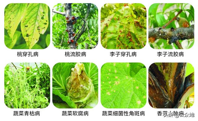 生物农药春雷霉素，你了解多少？掌握使用方法，巧防多种作物病害2