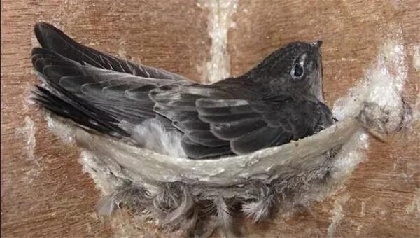 珍稀金丝燕栖息在海南,45天用唾液筑成燕窝,却有可能被人夺走