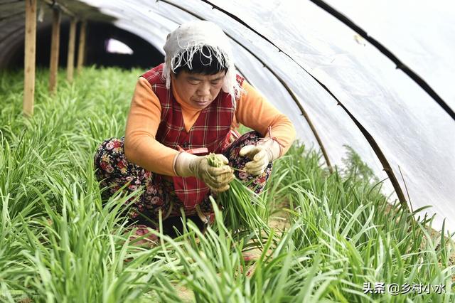 韭菜喜欢什么肥料？这3种肥料随便选，韭菜长得黑亮又粗壮5