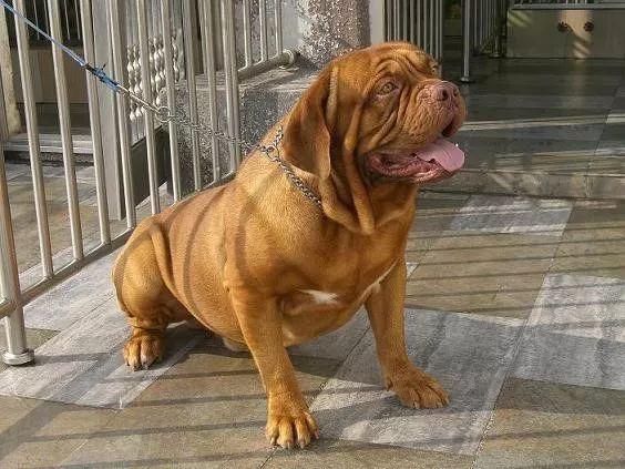 法国波尔多犬 法国波尔多犬(法国波尔多犬能长多大) 创业加盟