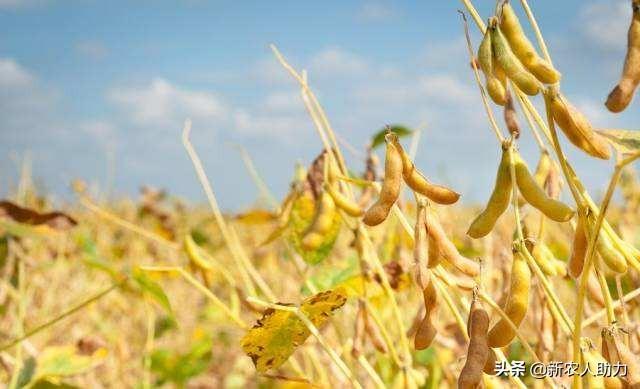 大豆食心虫防治的四大要点？不知道的快进来看看，老农经验分享4