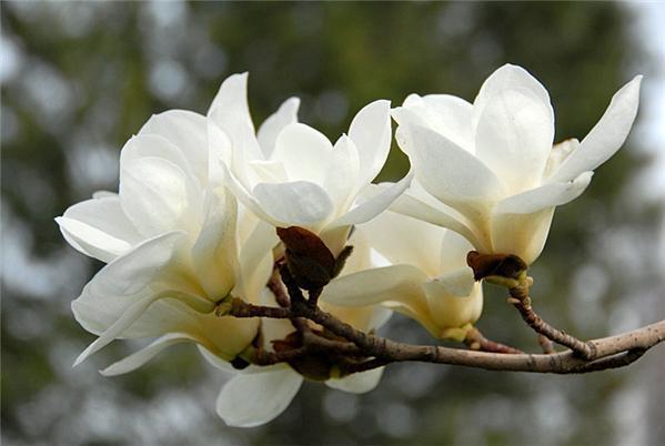 玉兰花花语 玉兰花花语（玉兰花花语是什么） 生活