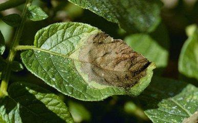 氟吗啉原来能防治蔬菜这么多种病!-农资百科网