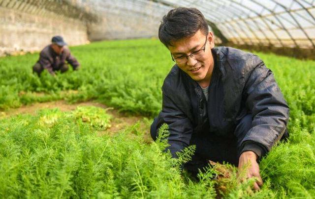 茴香幼苗（茴香油条的做法大全）