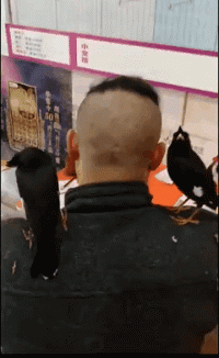 搞笑的动图GIF：我的心在飞，身体却在往下坠！