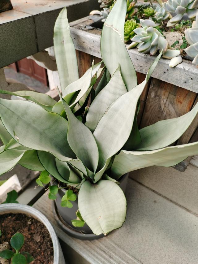 耐阴植物 耐阴植物（耐阴植物室内盆栽） 生活