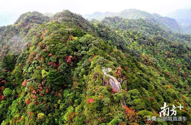 韶關雲髻山省級自然保護區:位於韶關市新豐縣,擁有嶺南最大的原生三角