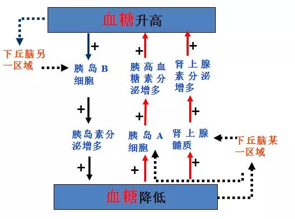 这血红的玩意竟然是苦瓜！妄图吃它降血糖的我露出了苦瓜脸