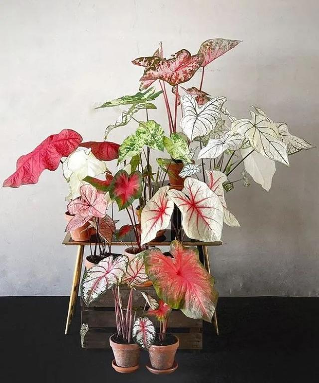 花叶芋 花叶芋（花叶玉簪） 生活