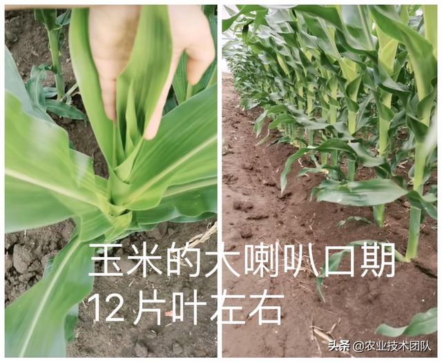 玉米何时打苗后除草剂、何时控旺、何时追肥最好？一篇文章讲明白5