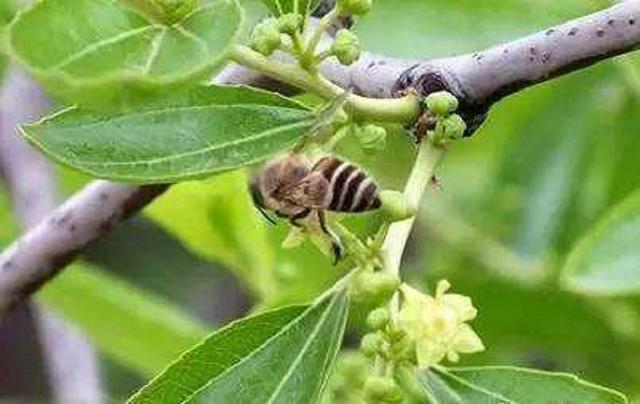 枣树落花落果严重？找准原因是关键，补救措施很重要4