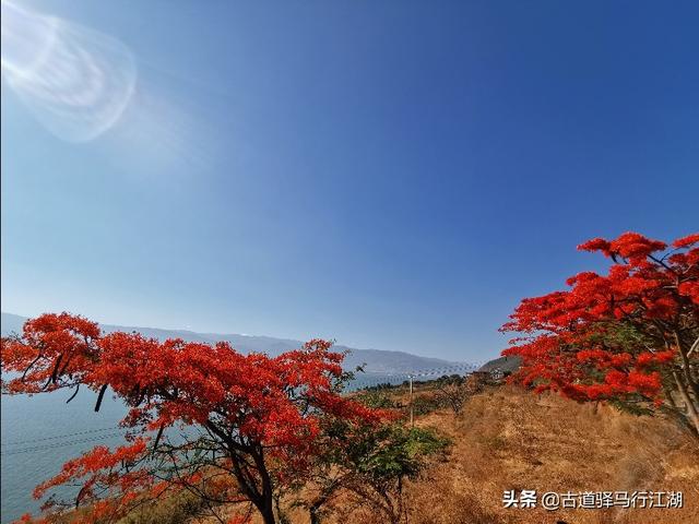 程海湖螺旋藻