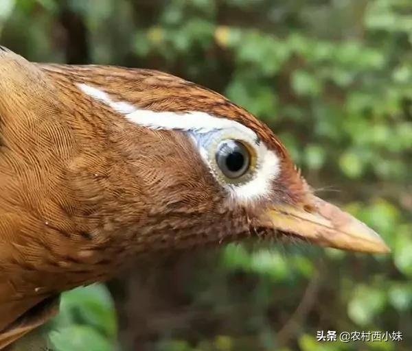 这一种,对于画眉鸟的眉毛,在整个头部的位置,还算是比较重要的选取之