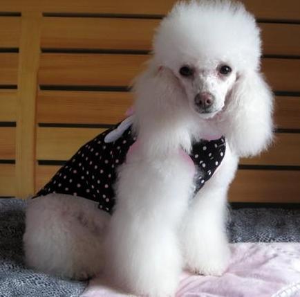 白色贵宾犬图片(白色贵宾犬图片长大后) 资讯 第5张