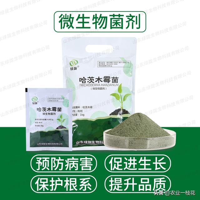 当番茄得了猝倒病，我们应该怎么办？3