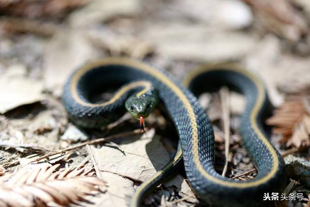 大多数女人怀孕后都会梦见蛇，有什么合理的解释吗？