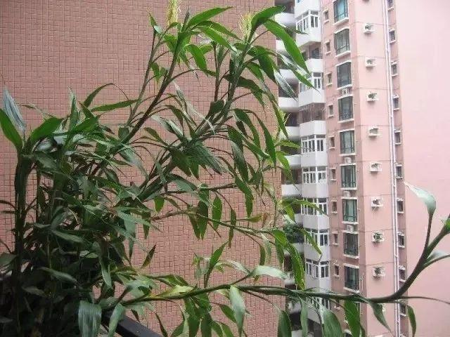 富贵竹怎么养 富贵竹怎么养（富贵竹怎么养不黄叶） 生活