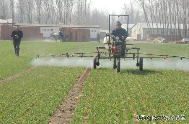 麦地里的节节麦杂草难防治？选对药物、找准时机、用对方法并不难10