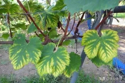 葡萄种植中常见的生理性病害有哪些？葡萄黄叶褪绿是缺素？1