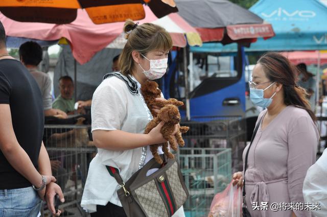 宠物狗交易市场