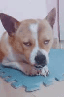 爆笑的动态图GIF：谁家的小宝宝，没人要我带走了啊