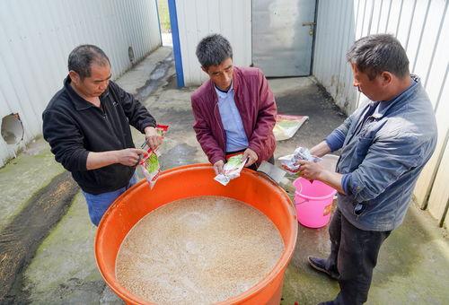 可同时消灭真菌、细菌的杀菌剂，是土传病害克星，关键还能促生根