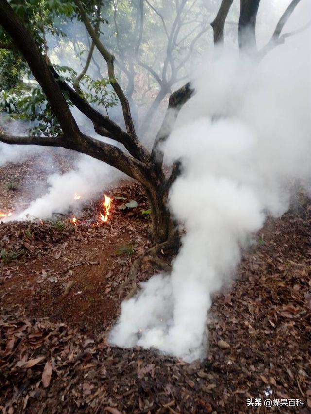 荔枝叶子毛茸茸是什么病？怎么传播的？专家：这样处理的效果最好4