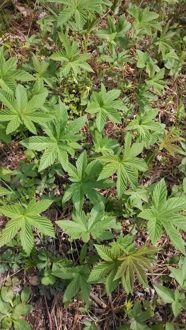 葎草 葎草（葎草的神奇功效） 生活