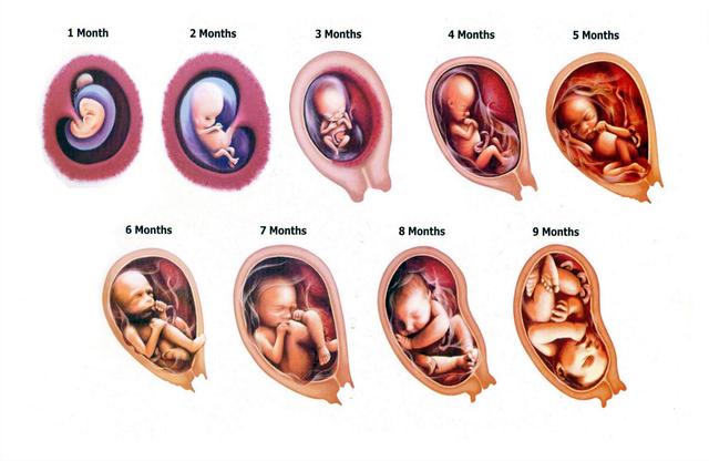 怀胎10月，这些怀孕的冷知识妈妈要了解，对孕妈和胎宝都有好处