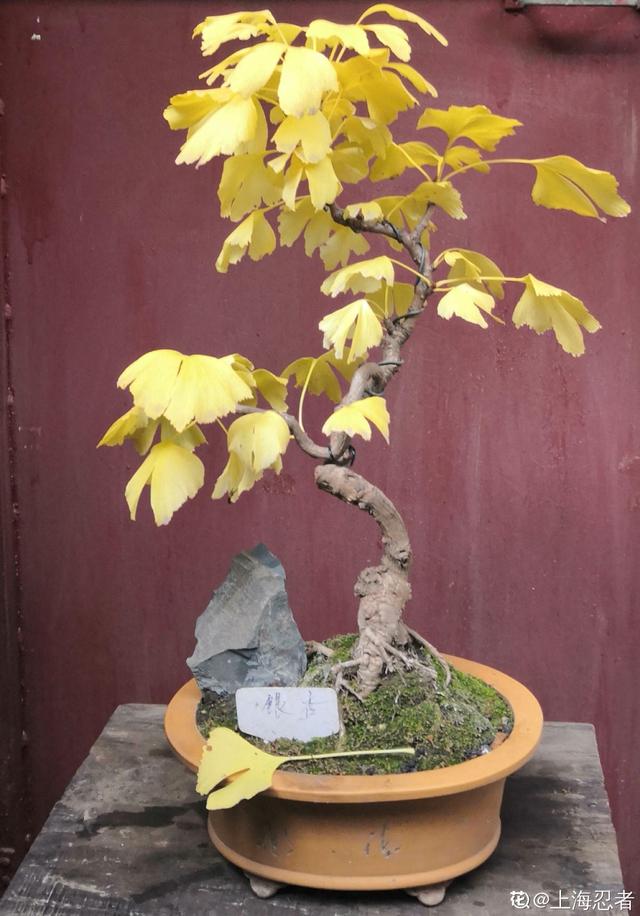 花卉名称
