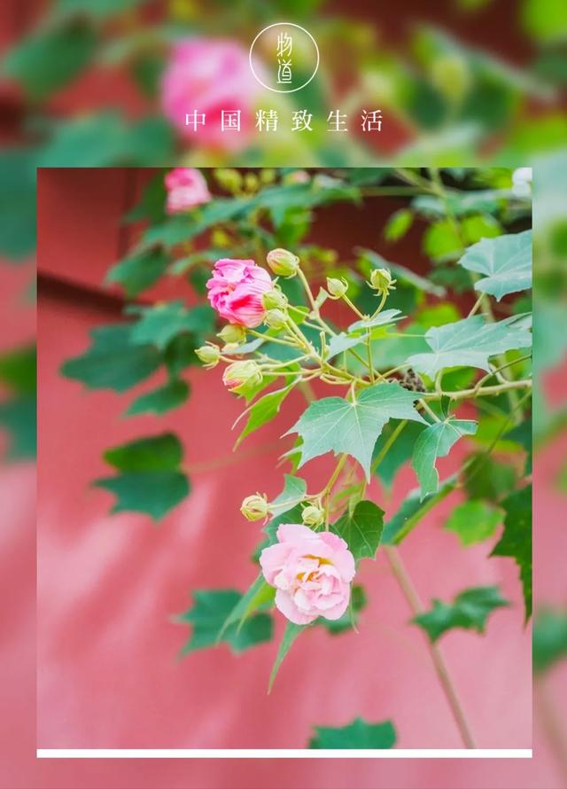 芙蓉花开 芙蓉花开（芙蓉花开花特点） 生活
