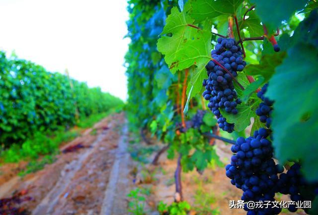 樱桃除梗破碎机多少钱