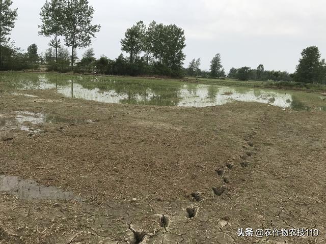 水稻除草加一种东西，除草安全、高效，能省几十元！5