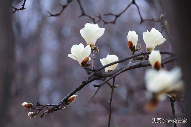 白兰花和白玉兰