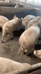 爆笑的动图GIF：你的男朋友正在痴痴地看着你